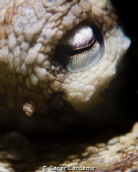 Octopus Eyes detail by Caner Candemir 